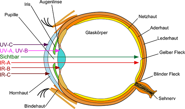 Schematische Darstellung Auge