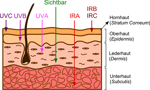 Schematische Darstellung Haut